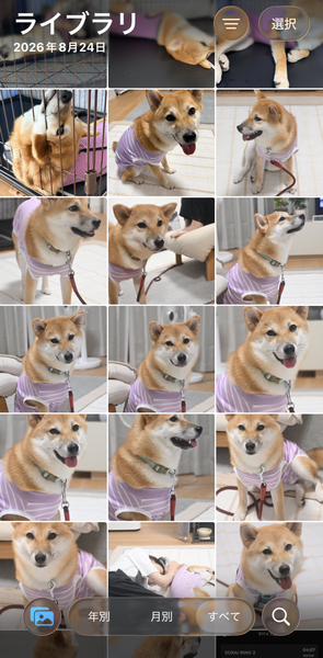 犬を飼った後のカメラロール