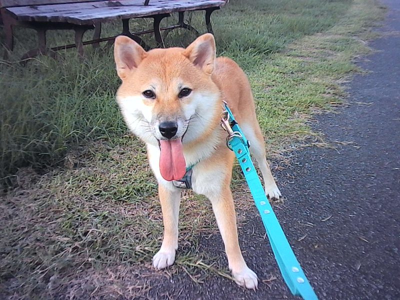 InstantSnap.novo:作例写真