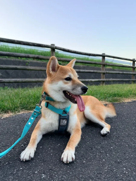 愛犬ソナ